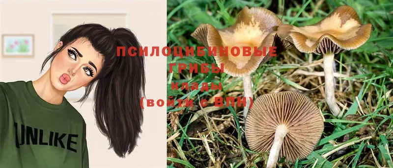 Псилоцибиновые грибы Psilocybe  Верея 